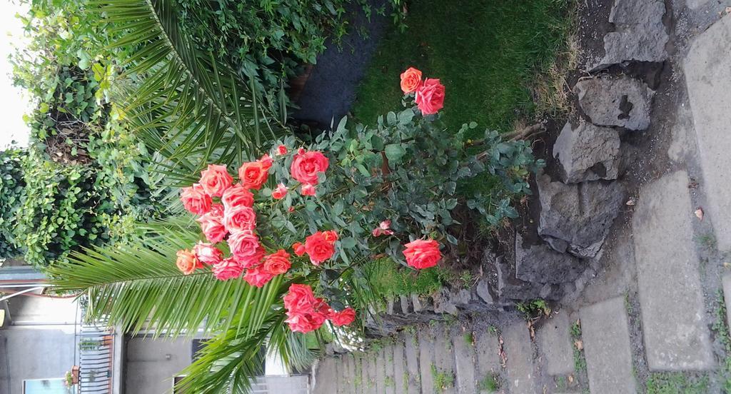 Royal Etna Stars Villa Zafferana Etnea Dış mekan fotoğraf